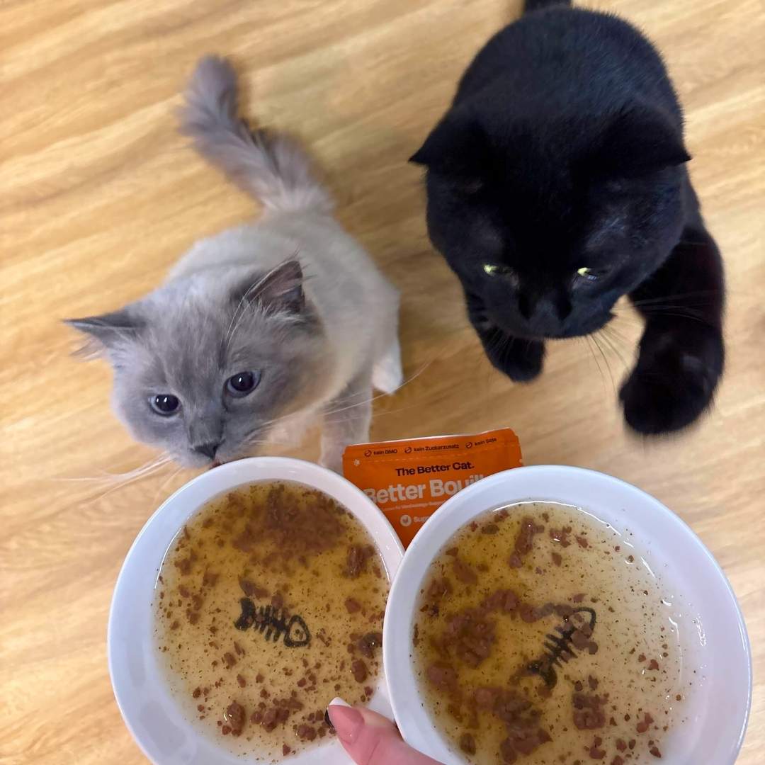 Nassfutter Probierpack inkl. GRATIS H2Miau Hydration Booster - Image 14