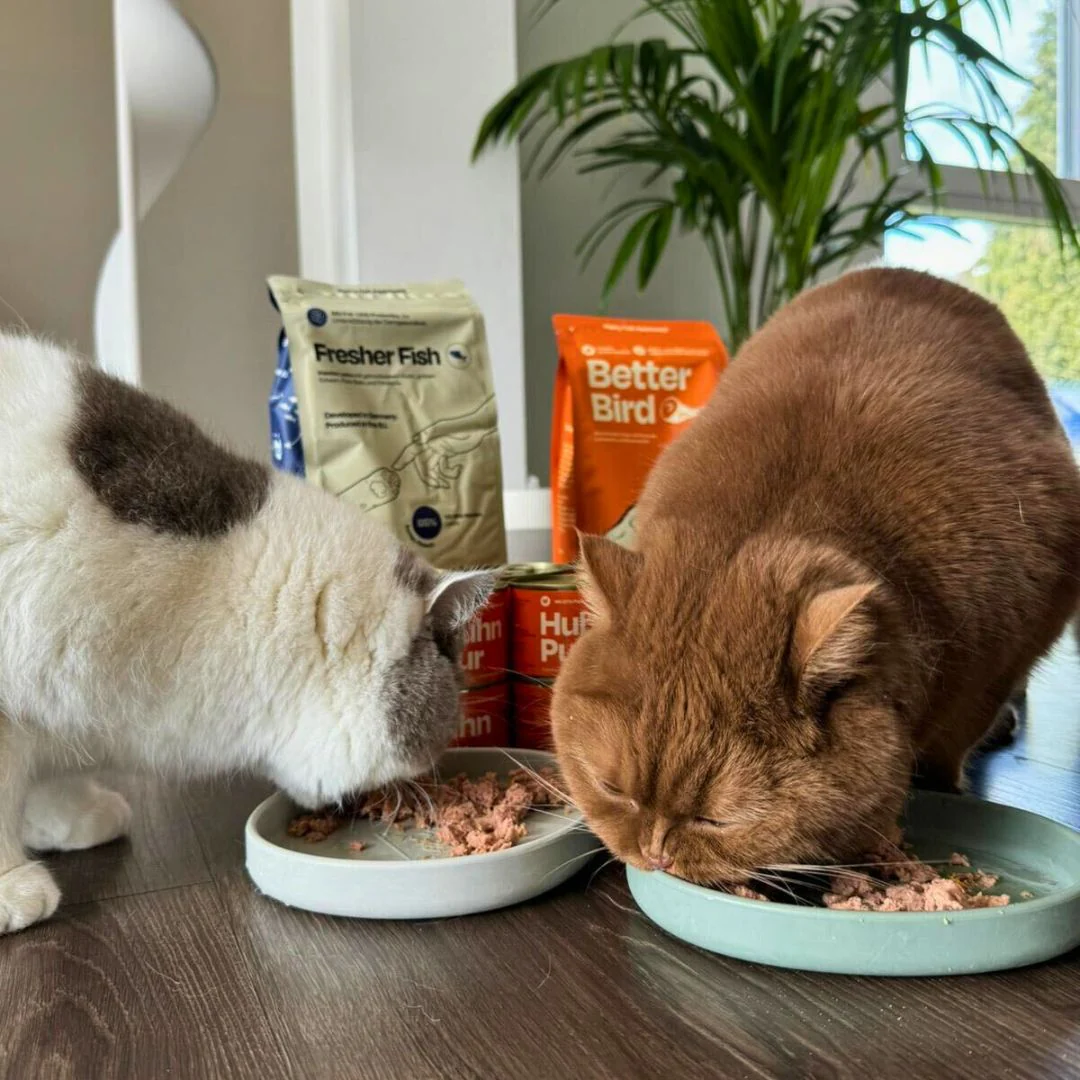 Sinas Lieblingspaket mit Buch & GRATIS Appetit Booster - Image 9